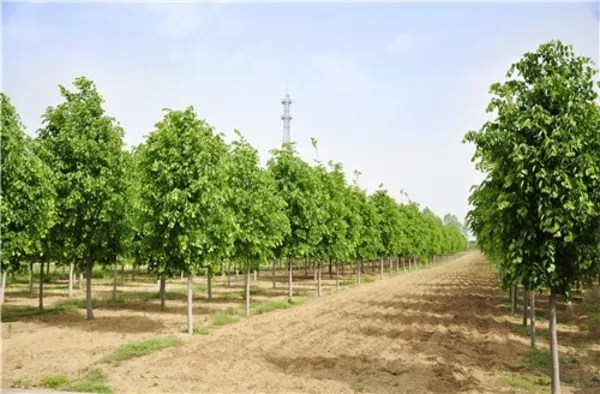 道路綠化苗木采購招標文件范本